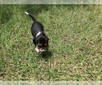 Small Photo #14 Beagle Puppy For Sale in COLDSPRING, TX, USA