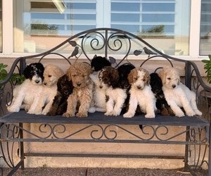 Poodle (Standard) Puppy for sale in MESA, AZ, USA