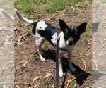 Small #2 Chihuahua Mix