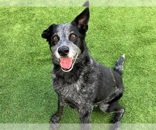 Medium Photo #1 Mutt Puppy For Sale in Orange, CA, USA