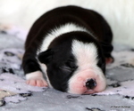 Small Photo #9 Boston Terrier Puppy For Sale in WINNSBORO, TX, USA