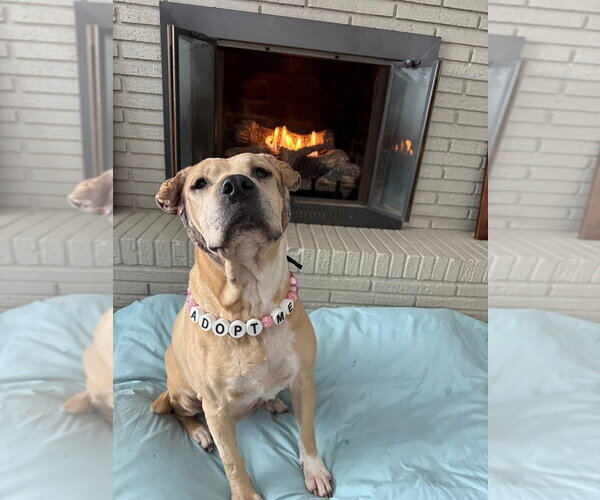 Medium Photo #1 Mutt Puppy For Sale in Evansville, IN, USA