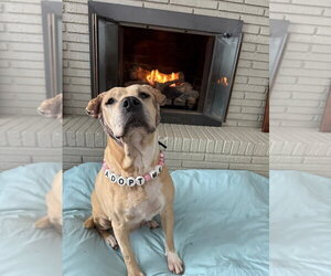 Mutt Dogs for adoption in Evansville, IN, USA
