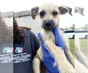 Chihuahua-Unknown Mix Dogs for adoption in Houston, TX, USA