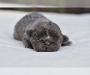 Shih Tzu Puppy for sale in PALM COAST, FL, USA