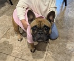 Small Photo #1 French Bulldog Puppy For Sale in BOYD, TX, USA