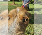 Small Photo #10 Mutt Puppy For Sale in Candler, NC, USA