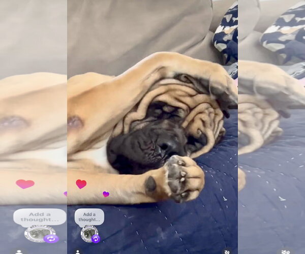 Medium Photo #4 Mastiff Puppy For Sale in Goodyear, AZ, USA