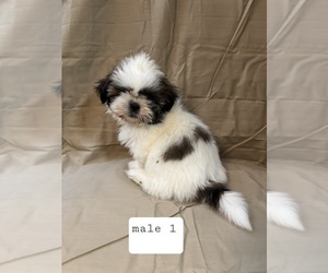 Shih Tzu Puppy for sale in CRITTENDEN, KY, USA