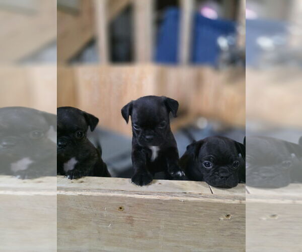 Medium Photo #5 Buggs Puppy For Sale in INDIANAPOLIS, IN, USA