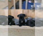 Small #4 Buggs