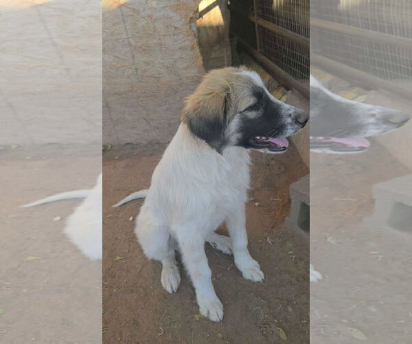 Medium Photo #4 Anatolian Shepherd-Great Pyrenees Mix Puppy For Sale in Grafton, WI, USA
