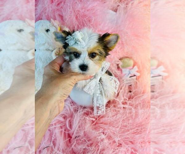 Medium Photo #19 Yorkshire Terrier Puppy For Sale in NEW YORK, NY, USA