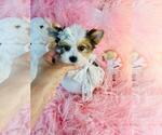 Small #18 Yorkshire Terrier