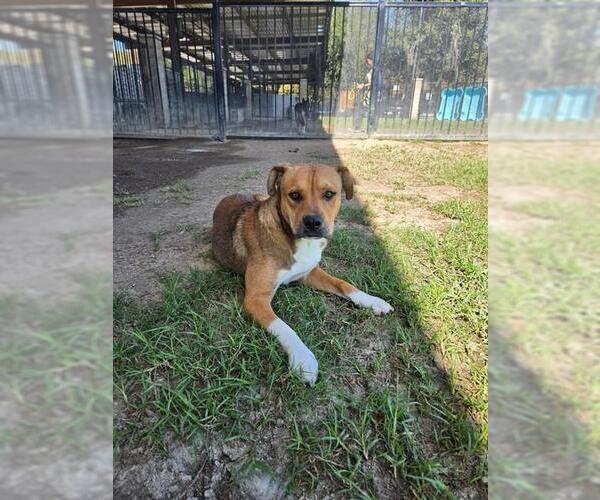 Medium Photo #1 Mutt Puppy For Sale in Riverside, CA, USA