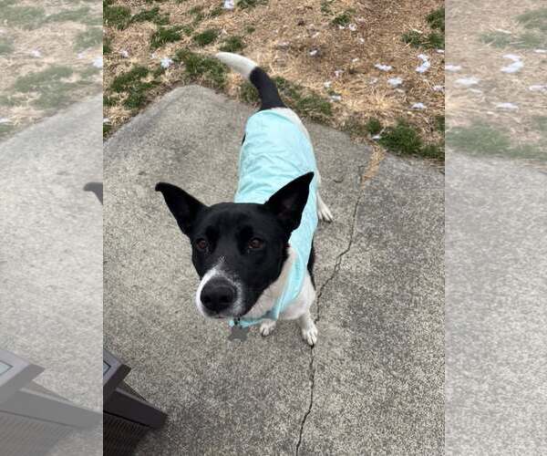 Medium Photo #19 Mutt Puppy For Sale in Holly Springs, NC, USA