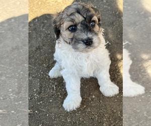 Bernedoodle (Miniature) Puppy for sale in LONGMONT, CO, USA