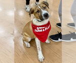 Small #5 Retriever  Mix