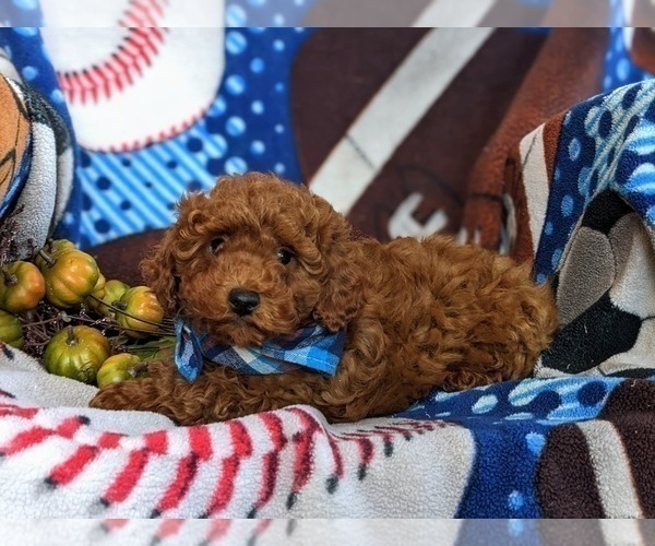 Medium Photo #5 Cavapoo Puppy For Sale in KIRKWOOD, PA, USA