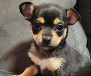 Chihuahua Puppy for sale in YUKON, OK, USA