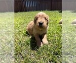 Small #13 Golden Retriever