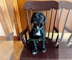 Small Photo #16 Cane Corso-German Shorthaired Pointer Mix Puppy For Sale in CLAY CITY, KY, USA