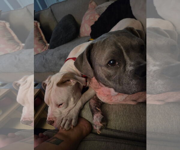 Medium Photo #4 American Staffordshire Terrier-Boxer Mix Puppy For Sale in Arlington, VA, USA