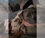 Small #3 American Staffordshire Terrier-Boxer Mix