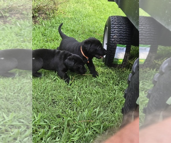 Medium Photo #8 Labrador Retriever Puppy For Sale in ELIZABETH CITY, NC, USA