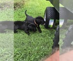 Small #3 Labrador Retriever