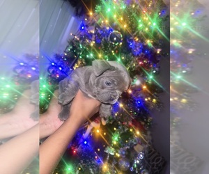 Medium French Bulldog