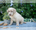 Small #2 Labrador Retriever