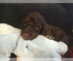 Small Photo #8 Poodle (Standard) Puppy For Sale in THOMASTON, GA, USA