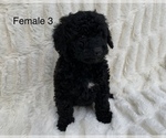 Small Photo #5 Poodle (Toy) Puppy For Sale in AUBURN, CA, USA