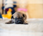 Small #2 French Bulldog