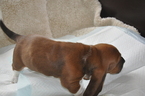 Small Photo #5 Basset Hound Puppy For Sale in DEER VALLEY, UT, USA
