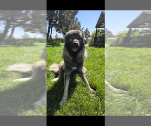 Mother of the Caucasian Shepherd Dog-Irish Wolfhound Mix puppies born on 07/14/2025