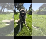 Small Photo #1 Caucasian Shepherd Dog-Irish Wolfhound Mix Puppy For Sale in BEND, OR, USA