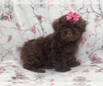 Small ShihPoo