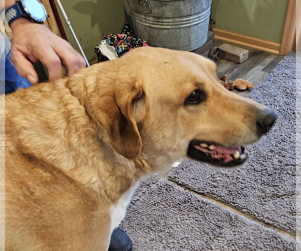 Medium Photo #5 Labrador Retriever-Unknown Mix Puppy For Sale in Farmington, MN, USA