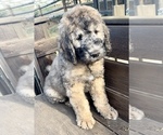 Small Photo #1 Saint Berdoodle Puppy For Sale in JEFFERSON, NC, USA