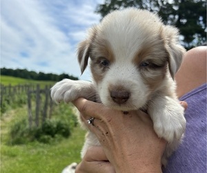 Australian Shepherd Puppy for Sale in TIGERTON, Wisconsin USA