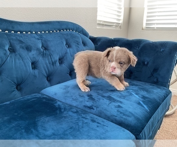 Medium Photo #22 English Bulldog Puppy For Sale in BEVERLY HILLS, CA, USA