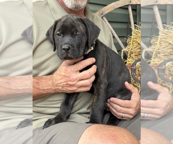 Medium Photo #53 Rotticorso Puppy For Sale in REEVESVILLE, SC, USA