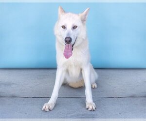 German Shepherd Dog-Siberian Husky Mix Dogs for adoption in Pasadena, CA, USA