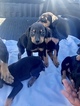 Small Photo #11 Doberman Pinscher Puppy For Sale in SUISUN CITY, CA, USA