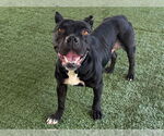 Small #1 American Staffordshire Terrier Mix