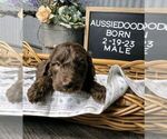Small Photo #2 Aussiedoodle Puppy For Sale in NEW YORK MILLS, MN, USA