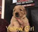 Puppy 0 Golden Retriever