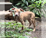 Small #3 Mutt